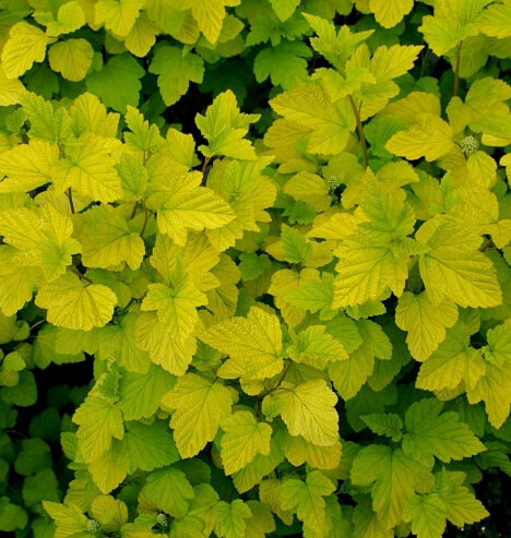 정원 포인트 식물 추천! 황금국수나무