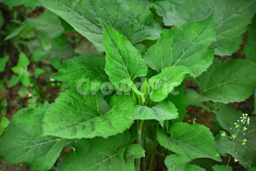 참취 (Aster tataricus var. latifolius)