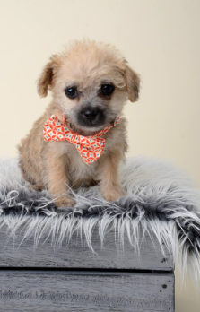 치와푸의 강아지.