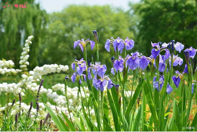 서울창포원 붓꽃