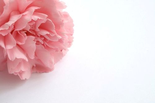 분홍 카네이션 : 감사의 의미를 담고 있어요.