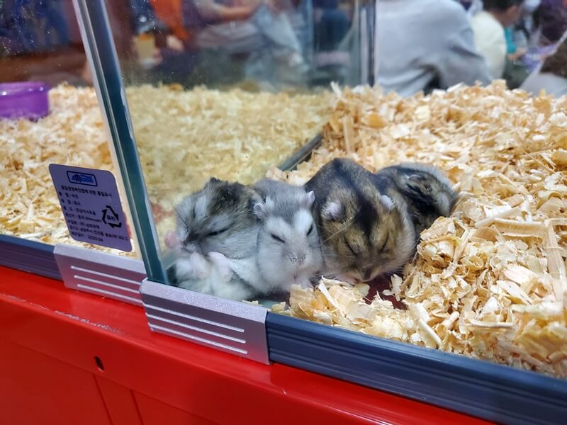 하이브실내 동물원