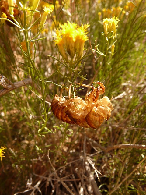 곤충 표피 키틴에서 추출한 나노소재와 상처 치유용 드레싱