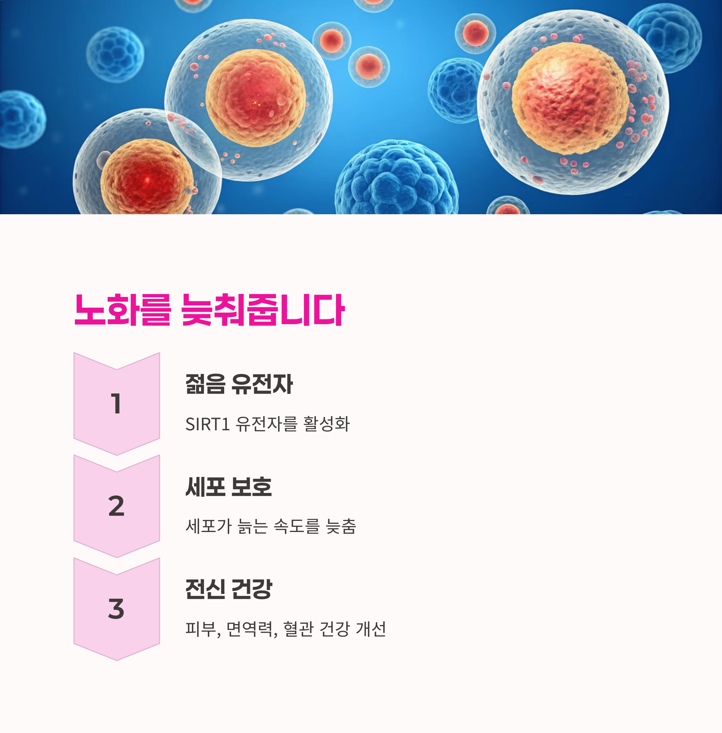 젊음 유지,