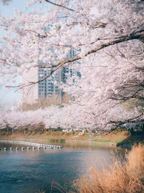 석촌호수 벚꽃축제 일정·기간·야경·주차·가는길