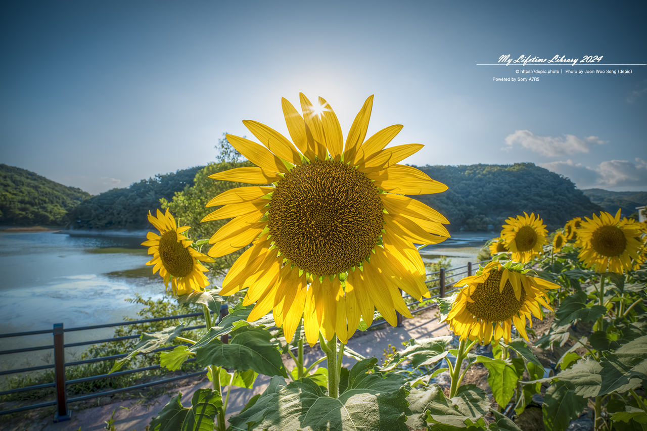 여름 해바라기 경주 바실라 카페