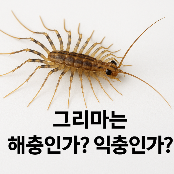 돈벌레(그리마)의 정체는? 해충일까 익충일까? 집에서 자주 나오는 이유와 차단법까지 총정리