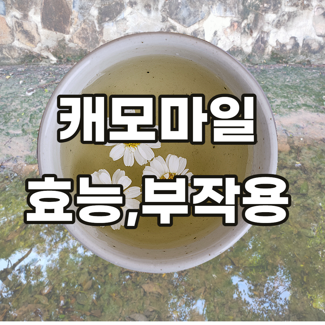 캐모마일-효능-부작용-보관방법-유통기한-유통기간-캐모마일차