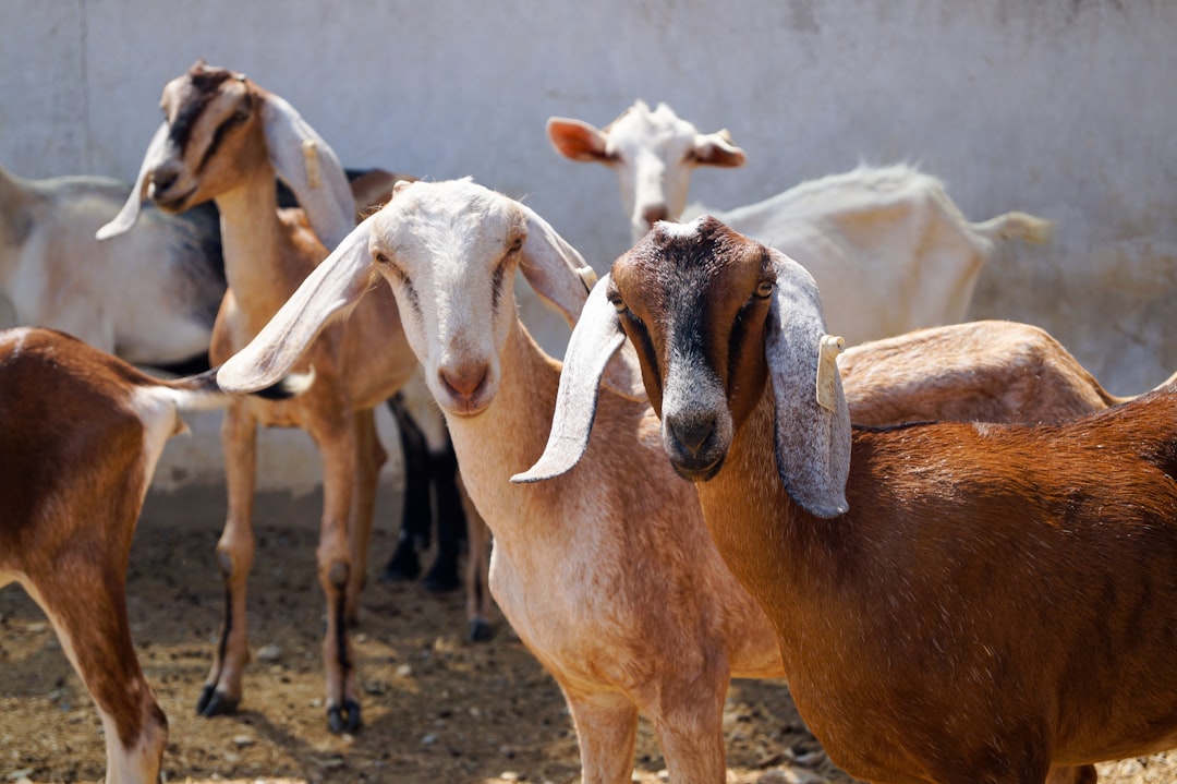 Livestock