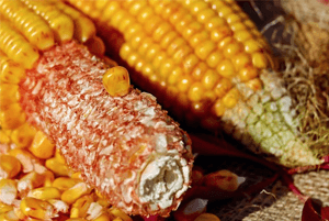 옥수수속대효과02