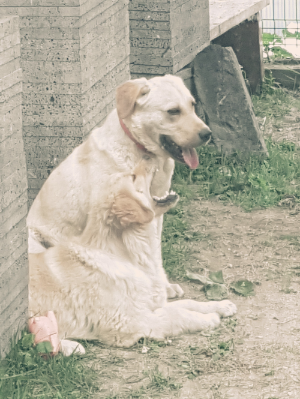 강아지가 털이 빠지는 7가지 이유.