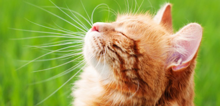 초원에서 기분 좋게 있는 고양이.