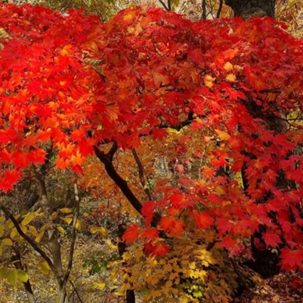 계룡산 단풍 절정시기