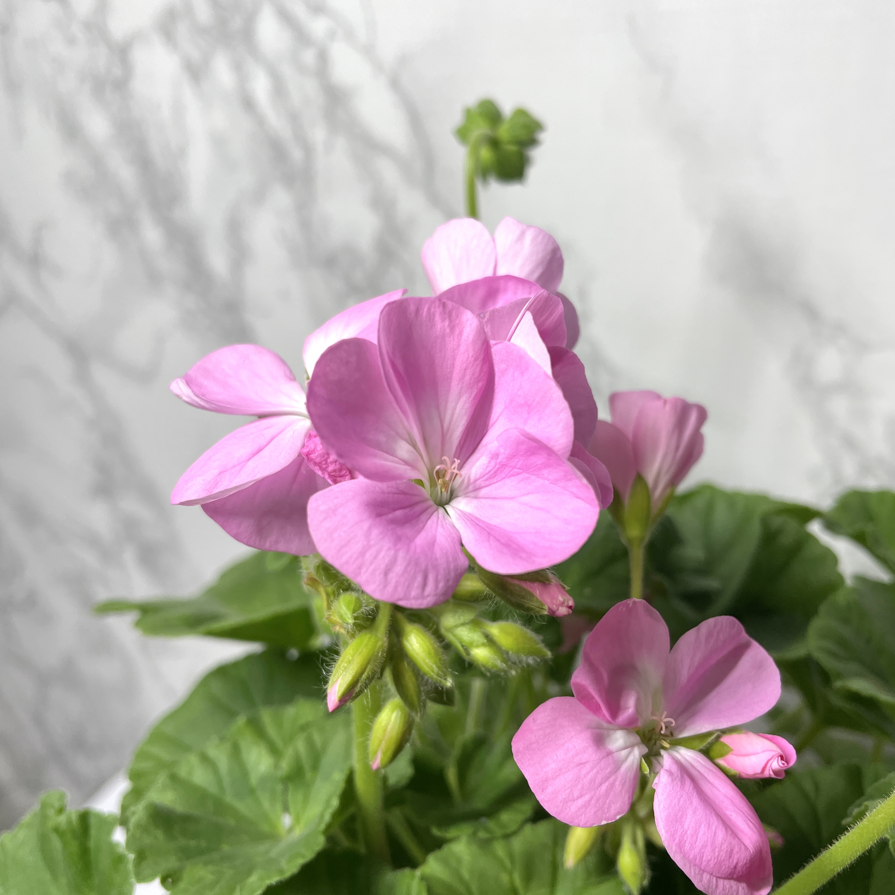 제라늄 키우기 종류 화분 꽃