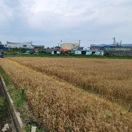 가루쌀로 만들 수 있는 음식