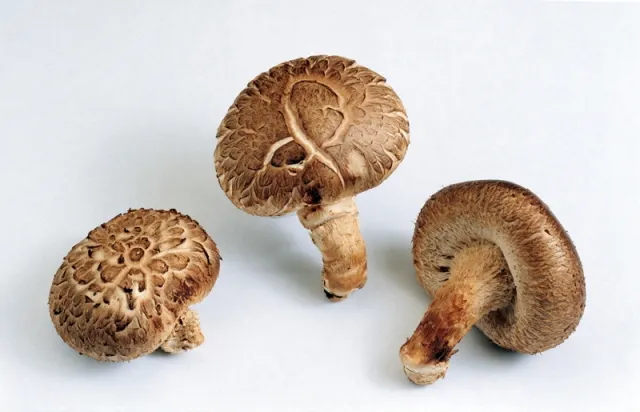 표고버섯 효능_2