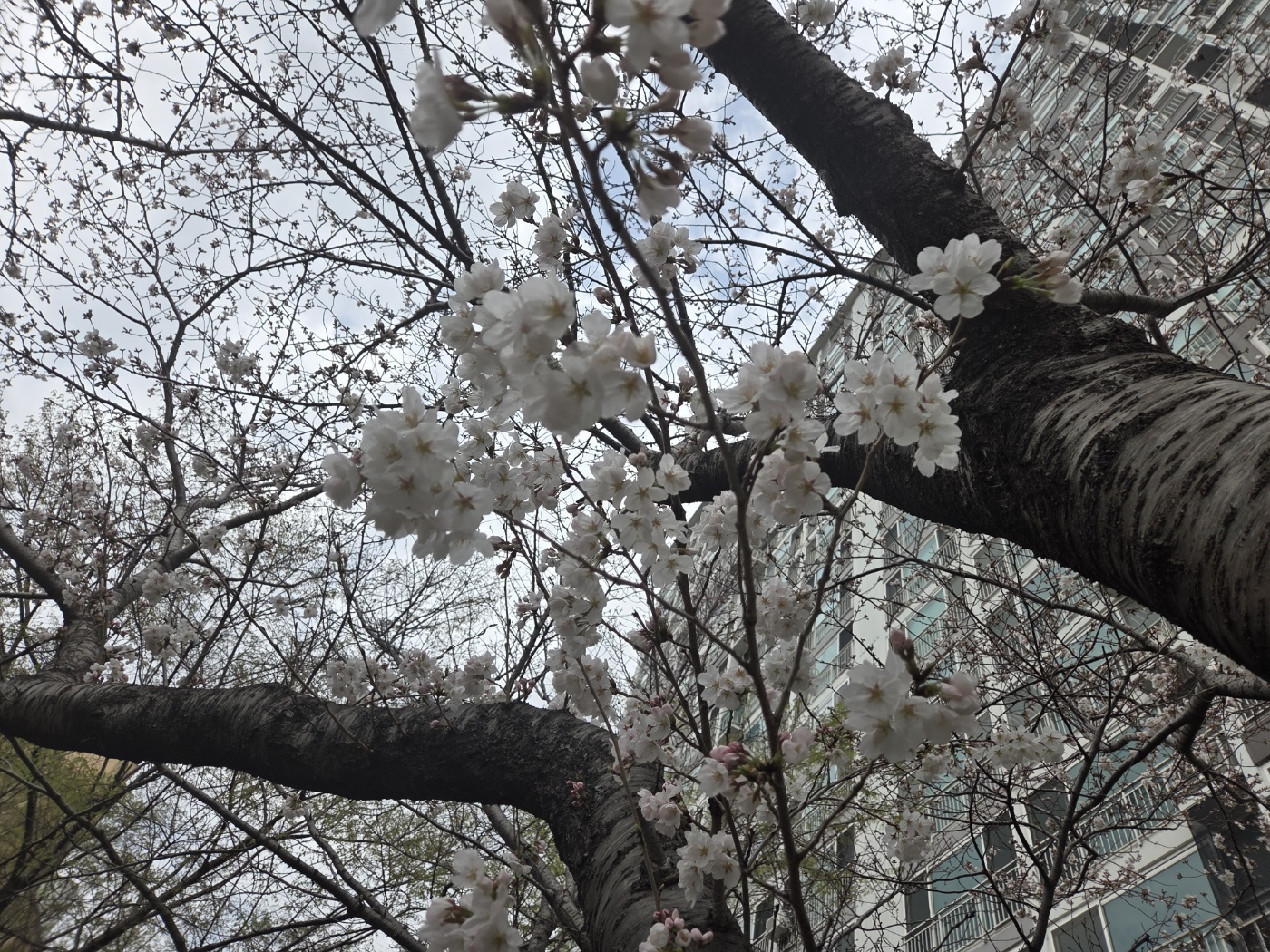벚꽃 3