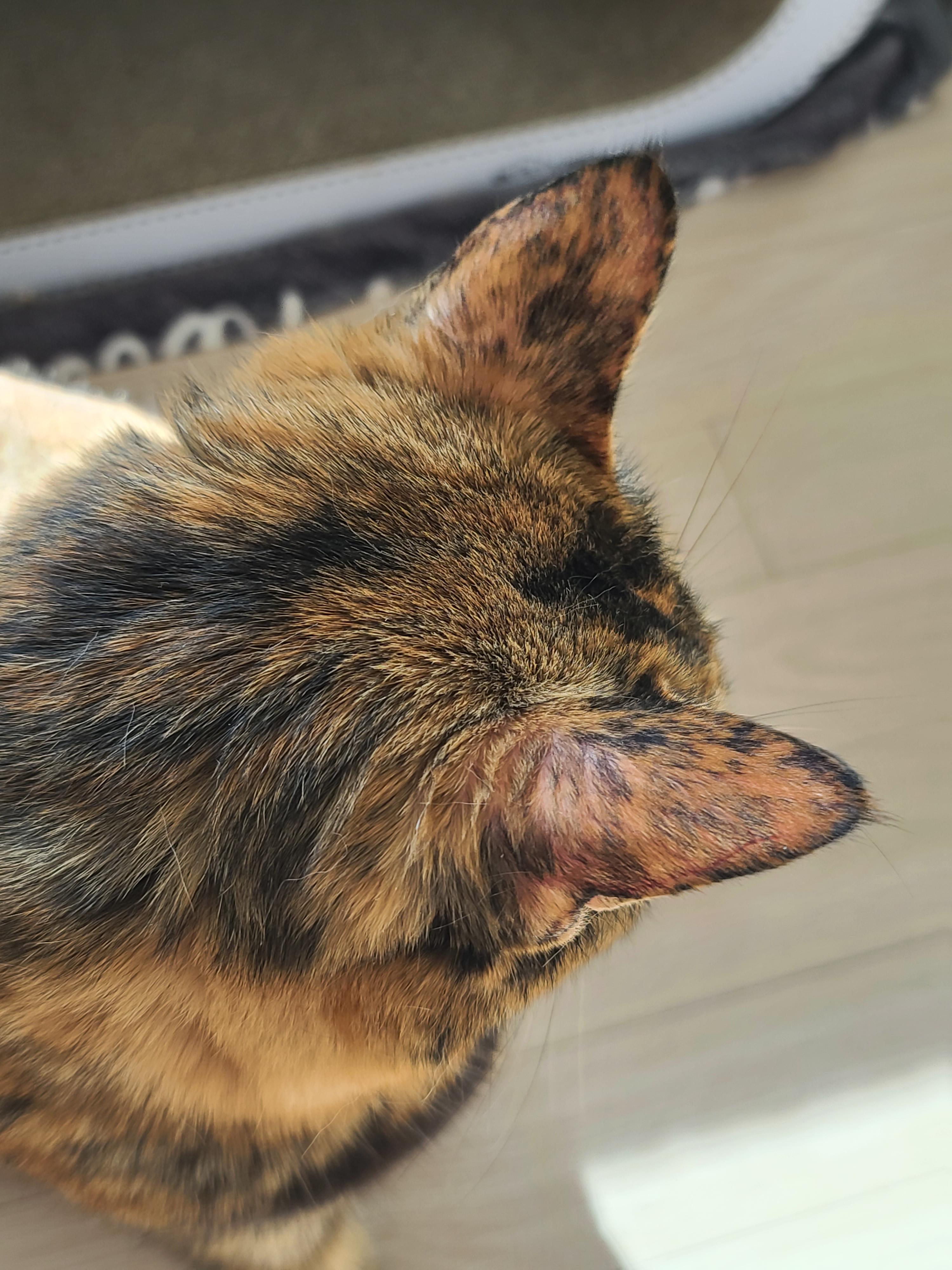 햇살 좋은 아침 고양이들과 모닝인사