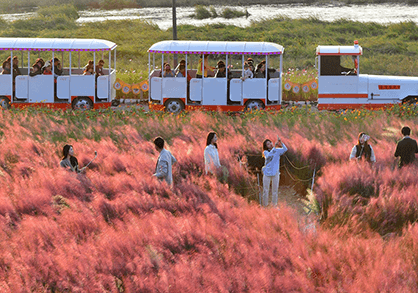 2025 장성 황룡강 가을꽃축제🌸 국화·코스모스·포토존·주차·일정 총정리!