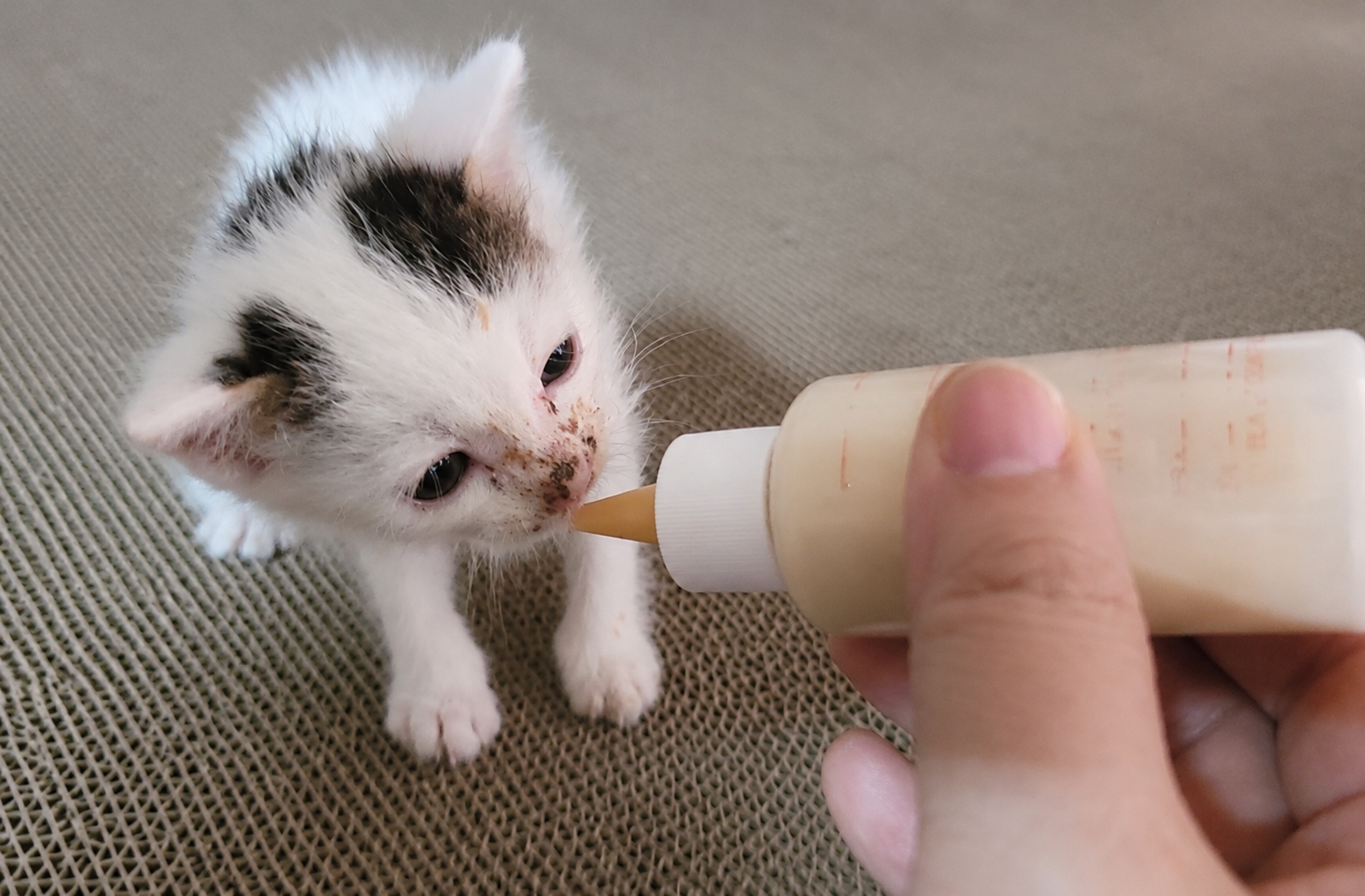 최애 집사를 따르는 고양이