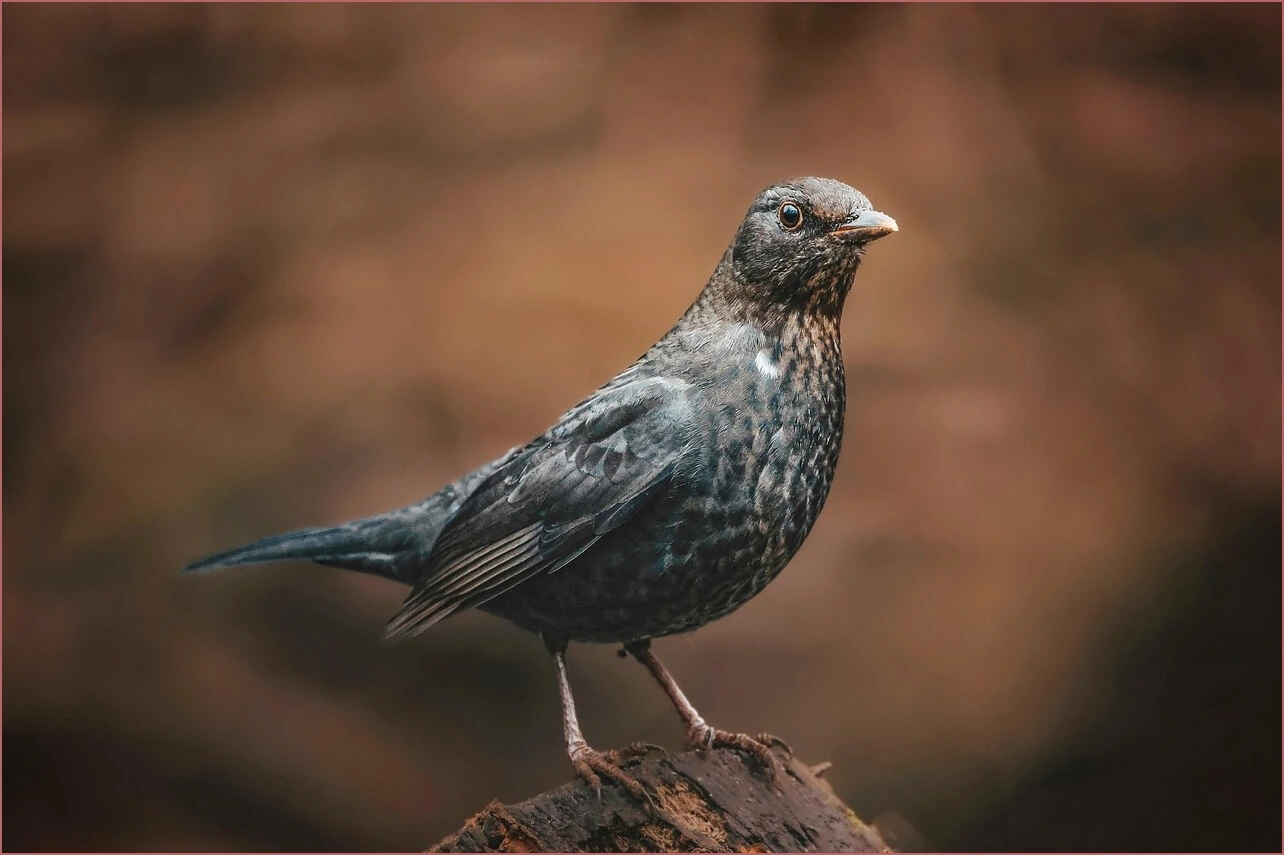 예금금리 가장 높은곳