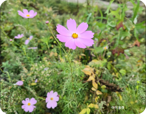 가을길에 물든 코스모스의 노래 -김해 마찰수로 뚝에 핀