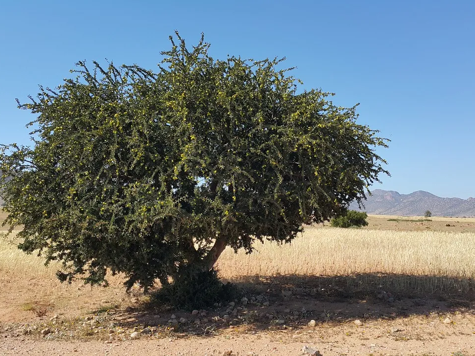 보스웰리아 효능
