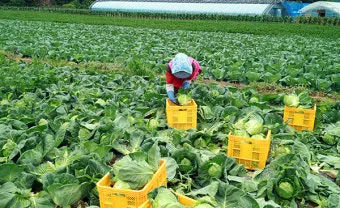 양배추 재배 배추흰나비 방제 칼슘 결핍 예방_13