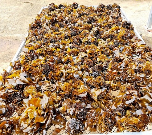 한국인의밥상-영덕-미역-꼬다리