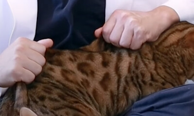 고양이마사지방법