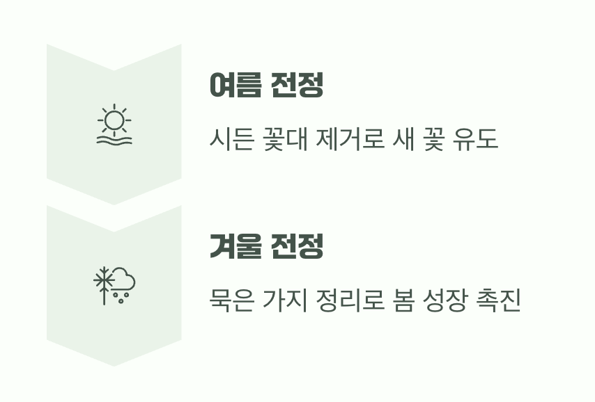 더 아름다운 꽃을 위한 과감한 가위질 (가지치기)