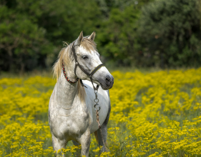 2025년 5월 말띠 운세
