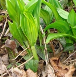 명이나물 효능 부작용 고르는법 영양성분 먹는법