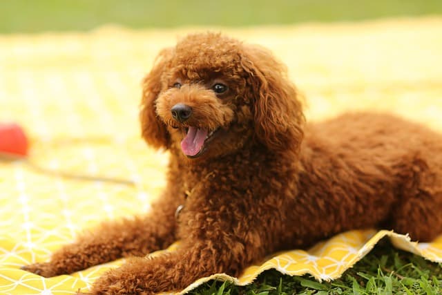 canine atopic dermatitis
