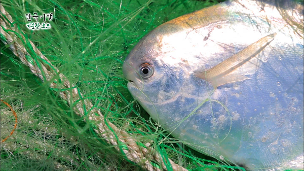 병어가 몸에 좋은 이유