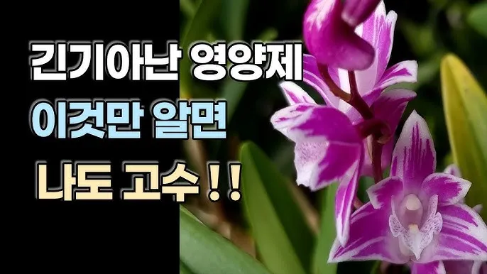 긴기아난 기르는법 꽃피우기 분갈이 물주기 꿀팁_3