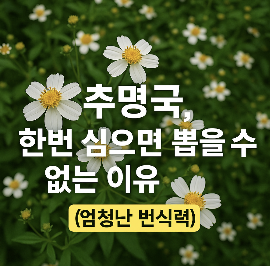 추명국, 한번 심으면 뽑을 수 없는 이유 (엄청난 번식력)