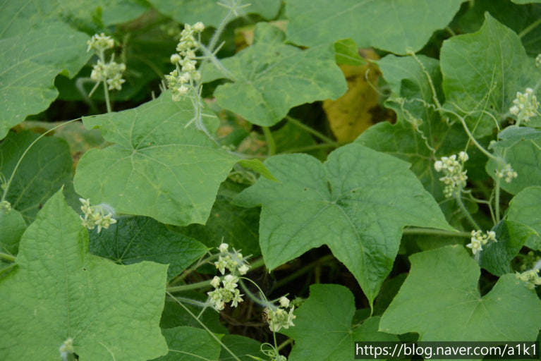 가시박 관련 사진