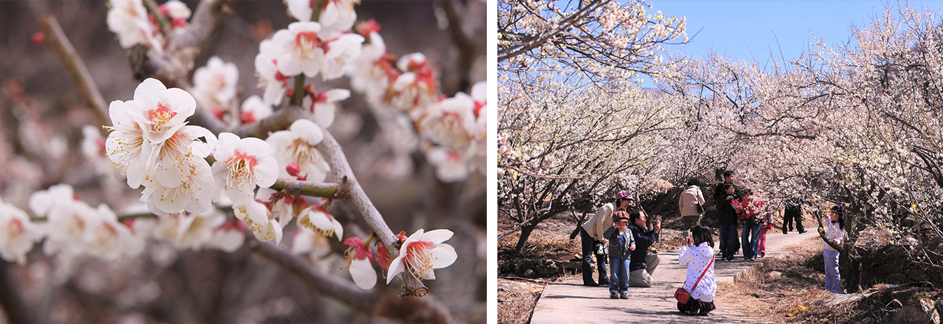 양산 원동 매화축제 매화마을 가는 방법 기간 장소 입장료 주차장 셔틀버스 근처 맛집 주요 행사 체험 프로그램