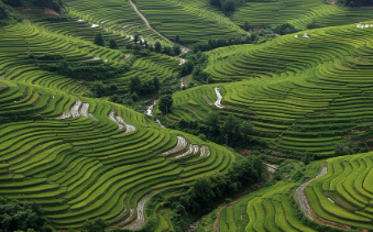 바나듐쌀 원산지