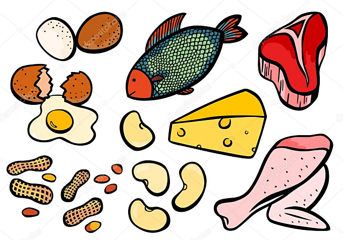 단백질 세포의 조직과 구조 : 왜 먹어야하나?