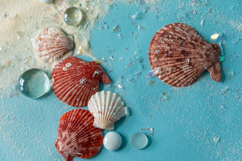 11월 제철 음식 가리비 효능 고르는법 보관법 요리법