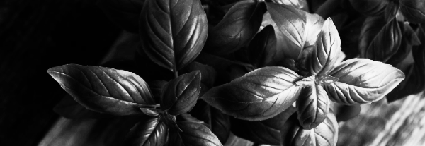 스위트 바질 키우기