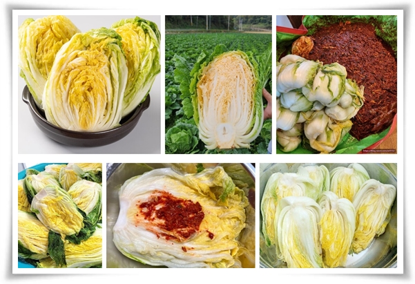 "남은 김장 배추 보관법" 땅속에 묻기/냉장/냉동 보관 등 오래 보관하는 법!