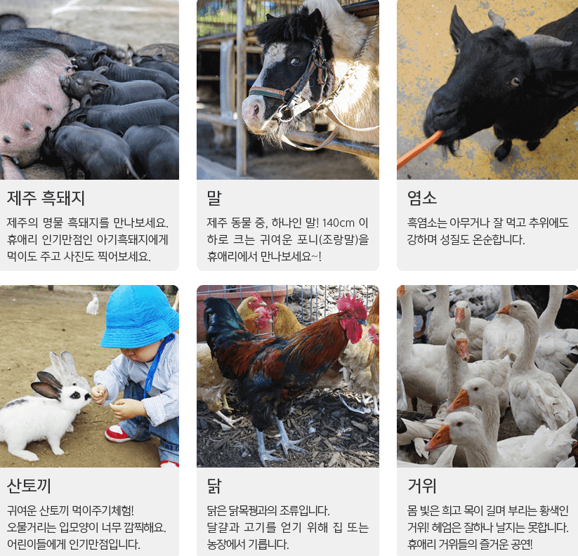 동물먹이주기체험