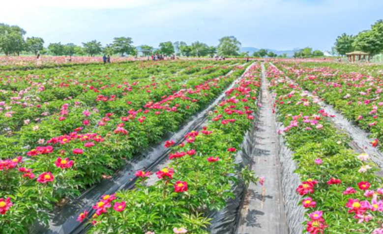 함안 강나루생태공원 작약·청보리 관련 사진