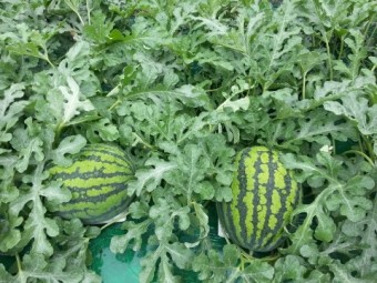 공익직불금 신청하기