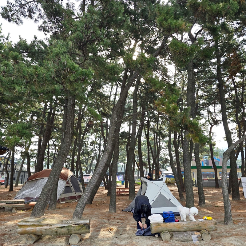 구시포-해수욕장-노지-야영장