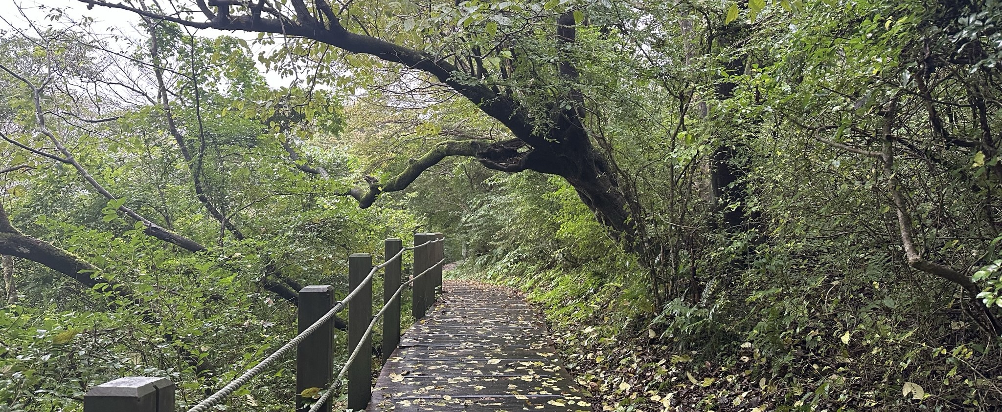 절물 휴양림 생이소리길