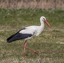 잔디 위의 큰 부관 황새